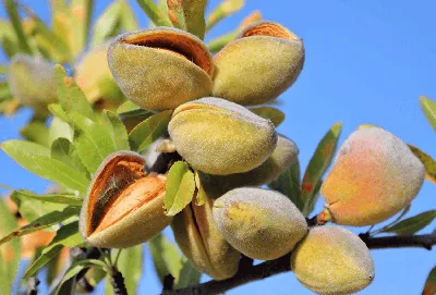 From Farm to Pack: How NutMond Ensures Premium Quality